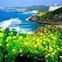 Đi Jeju Không Cần Visa